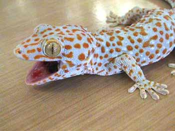 Real Gecko